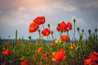 Red Poppy | Flower Seed Grow Kit