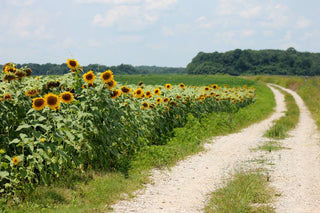 Sunflower | Seed Grow Kit