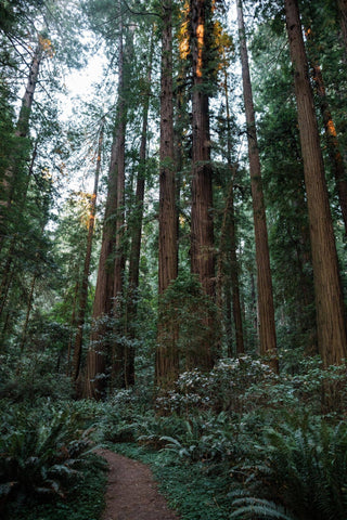 Coast Redwood - Seed Grow Kit