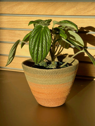 Burnt Orange and Olive Planter Basket