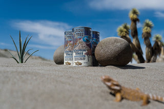 Joshua Tree | Seed Grow Kit