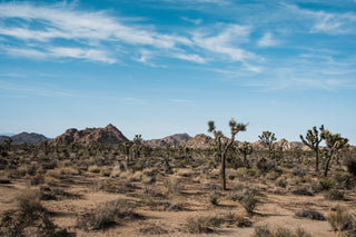 Joshua Tree | Seed Grow Kit