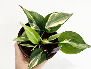 Rio Philodendron 4"