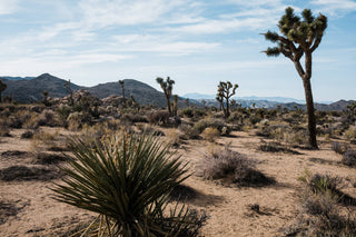 Joshua Tree | Seed Grow Kit