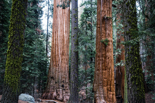 Giant Sequoia | Seed Grow Kit